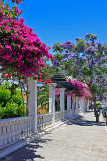 Jacarandabäume und Bougainvilleas  by monarch