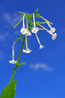 Ziertabak - Nicotiana sylvestris - tobacco von monarch