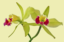 Orchidee Cattleya Green Cherry - orchid von monarch