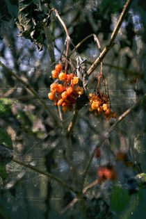 Vom Auwald  - red Berries von Chris Berger