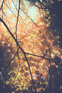 Blätter in herbstlichen Farben von Peter Eggermann