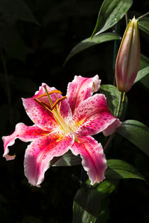 Stargazer Lily with Bud by Jennifer Nelson