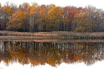 Autumn Trees Reflections von Jennifer Nelson