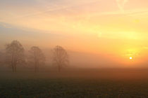 Bäume im Nebel bei Sonnenaufgang von Bernhard Kaiser