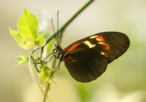 Black and red butterfly on the leaf von Jarek Blaminsky