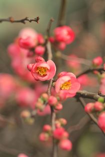 QUITTENBLÜTEN IM WINTER von Ivonne Wentzler