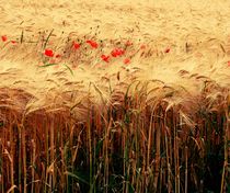 Poppy Cereals von Susanne  Mauz