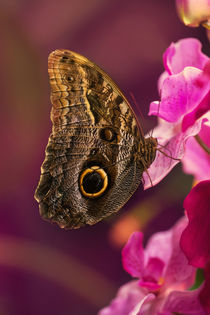 Blue Morpho butterly on pink flowers von Jarek Blaminsky