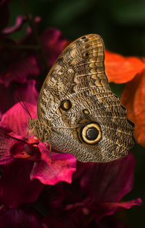 Blue Morpho butterfly on dark pink flower by Jarek Blaminsky