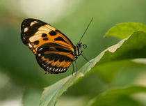 Melinaea ethra  butterfly on the leaf by Jarek Blaminsky