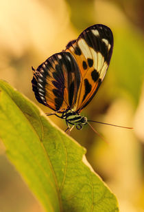 Orange and black butterfly on the green leaf von Jarek Blaminsky