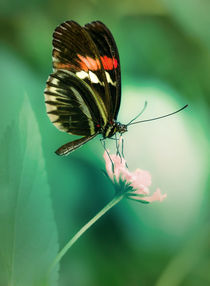 Red and black butterfly on white flower von Jarek Blaminsky