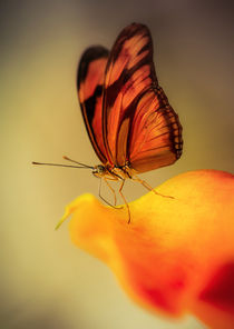 Dryas iulia butterfly  sitting on yellow calla lily  flower by Jarek Blaminsky