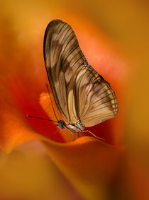 Dryas iulia butterfly  sitting on orange calla lily flower by Jarek Blaminsky