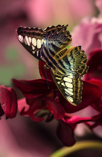 Big butterfly on purple flowers von Jarek Blaminsky