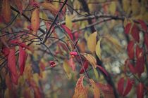 Novemberbeeren II von leddermann