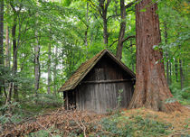 Hütte im Wald Naturpark Schönbuch Deutschland by Matthias Hauser