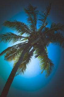 Coconut Tree Blue by mroppx
