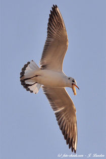 Möwe im Vorbeiflug 02 von shark24