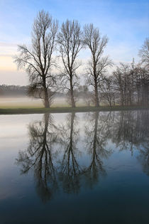 Pappeln an der Ruhr 2 by Bernhard Kaiser