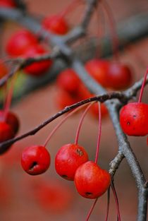 strong colours in dark winter... 1 von loewenherz-artwork