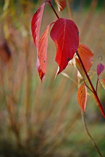 strong colours in dark winter... 4 by loewenherz-artwork