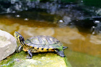 Yellow Bellied Slider Turtle by Rod Johnson