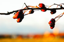 Crataegus fructi  by Thomas Matzl