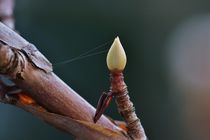 Knospen im Dezember von leddermann