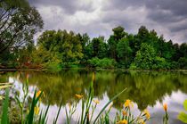 Water irises by Yuri Hope