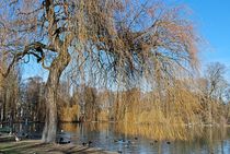 Englischer Garten... 2 by loewenherz-artwork