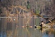 Englischer Garten... 7 von loewenherz-artwork