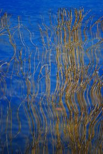 Englischer Garten... 18 by loewenherz-artwork