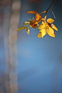 Englischer Garten... 25 by loewenherz-artwork