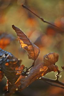 Englischer Garten... 60 by loewenherz-artwork