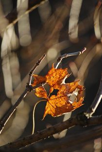 Englischer Garten... 14 by loewenherz-artwork