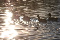 Englischer Garten... 17 by loewenherz-artwork