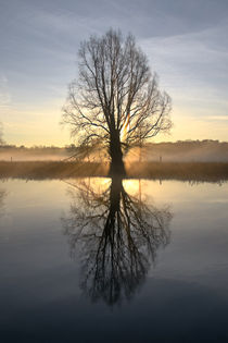 Lichtspiel im Baum by Bernhard Kaiser