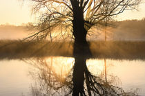 Baum am Fluss von Bernhard Kaiser