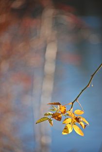 Englischer Garten... 171 by loewenherz-artwork