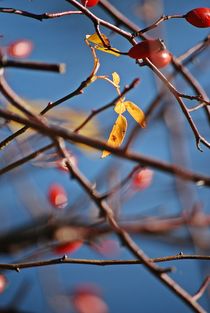 Englischer Garten... 152 by loewenherz-artwork