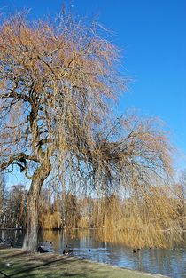 Englischer Garten... 93 von loewenherz-artwork