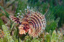 Vain Lionfish von Norbert Probst