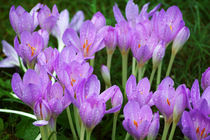 Herbstzeitlose, Colchicum autumnale von Sabine Radtke