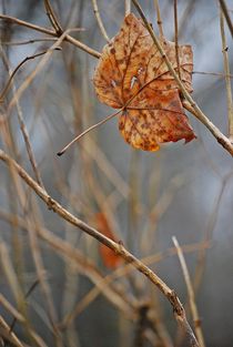 Englischer Garten... 100 by loewenherz-artwork