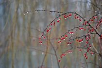 Englischer Garten... 119 by loewenherz-artwork