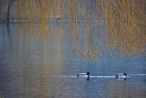 Englischer Garten... 135 by loewenherz-artwork