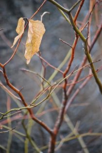 Englischer Garten... 136 by loewenherz-artwork