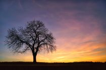 Baum vor Abendhimmel von Bruno Schmidiger