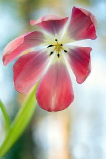 Tulpe von Katja Bartz